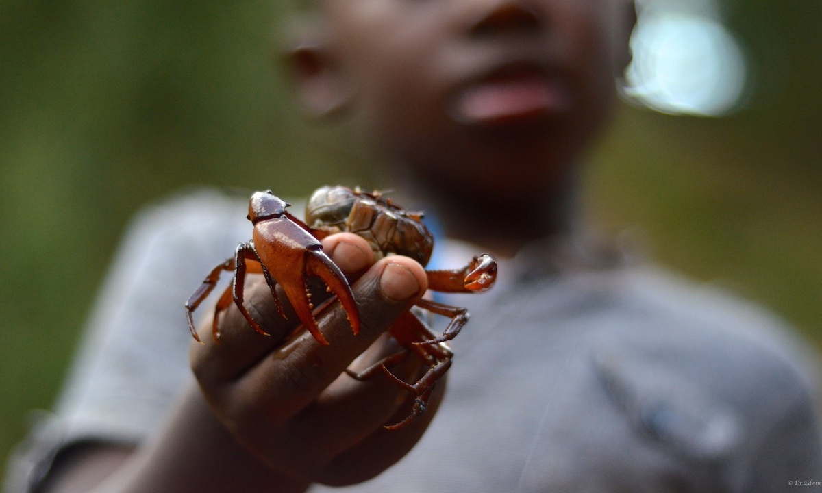 Mutare River Crab (Potamonautes mutareensis)